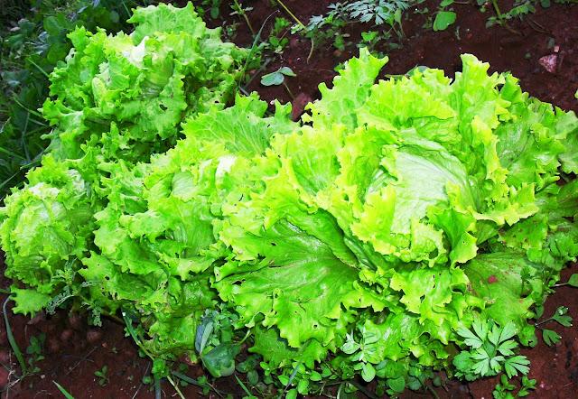 ENSALADAS DE LA HUERTA........(LECHUGAS Y RABANOS).- ENSALADAS DE LA HUERTA........(LECHUGAS Y RABANOS).-