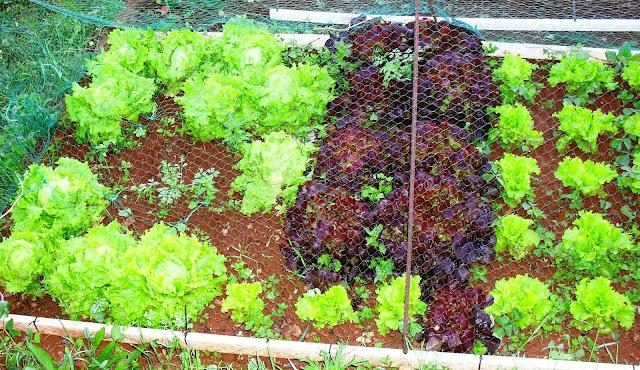 ENSALADAS DE LA HUERTA........(LECHUGAS Y RABANOS).- ENSALADAS DE LA HUERTA........(LECHUGAS Y RABANOS).-