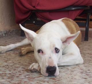 Kala pide ayuda con urgencia,de no conseguir adopción será sacrificada. Kala pide ayuda con urgencia,de no conseguir adopción será sacrificada.