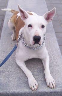 Kala pide ayuda con urgencia,de no conseguir adopción será sacrificada. Kala pide ayuda con urgencia,de no conseguir adopción será sacrificada.