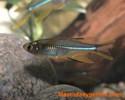 Fotos Peces Espiga de Rayos Solares Fotos Peces Espiga de Rayos Solares