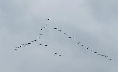 El vuelo de los gansos