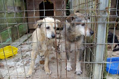 Una tragedia, necesitan ayuda, CASTRILLON. ASTURIAS. NUEVO CASO DE SINDROME DE NOE. 43 PERROS NECESITAN AYUDA.