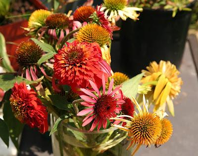 Coneflowers dobles Coneflowers dobles