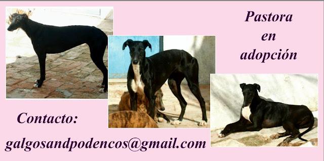 Pastora, preciosa galga en adopción.