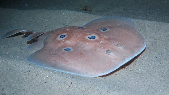 Torpedo torpedo, o cómo tener un susto tonto en el agua Torpedo torpedo, o cómo tener un susto tonto en el agua