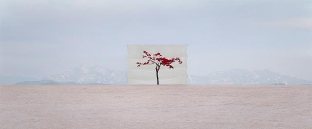 Myoung Ho Lee y su serie “Trees”