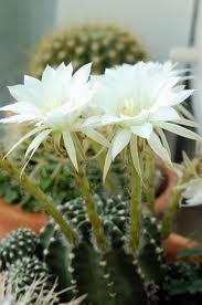 Cactus, la Planta de Junio