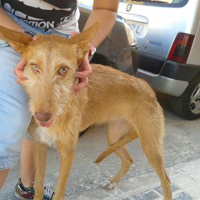 Urko, lo adoptaron de cachorro, ahora lo devuelven Foto: Datos del animal fecha de entrada: 14.12.2011 sexo: macho edad: Unos dos meses aproximadamente (Fecha de nacimiento estimada: :12/12/2011)) color: Canela raza: Cruce de podenco portugués Actualización: Urko fue adoptado en Priego de Córdoba, cuando tan solo era un cachorrito pero ahora su adoptante dice que no puede hacerse cargo de él y lo ha devuelto a la protectora. Urco ya ha crecido, es un cruce de podenco portugués precioso y nunca ha estado en el refugio. Ahora no le queda más remedio que adaptarse a vivir con más de 50 perros y es una pena para un perrito que ha convivido con una familia. Se lleva bien con otros perros pero no merece estar allí. Si deseas darle una nueva oportunidad escríbenos. Historia anterior: Chipi y Urko han sido recogidos por un hombre porque estaban abandonados en una cuneta. Apenas tienen dos meses de vida. Chipi es la que tiene la manchita blanca en la cara y es más confiada y simpática. Urko es de color marrón y su carácter es más tímido y muy bueno. Ambos son preciosos y de adulto serán de tamaño grandecito. Es simpático, cariñoso y muy tierno. Vive en una casa de acogida pero pronto se le acabará el tiempo y no podrá ir al refugio porque está saturado y le morderían. ¿Te gustaría ofrecerle un buen hogar Si deseas adoptar a URKO RON ponte en contacto con nosotros. laika.astronauta7@gmail.com evacastillofernandez@yahoo.es araccsr@hotmail.com Tfno:649 22 04 94 Grupo de Protección Animal de Rute www.protectoraderute.org TFNO: 649220494 (por la tarde) Facebook: GPAR