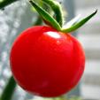 Tomate Tomate
