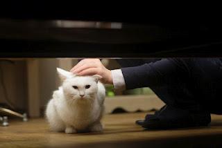 THE CAT THE CAT