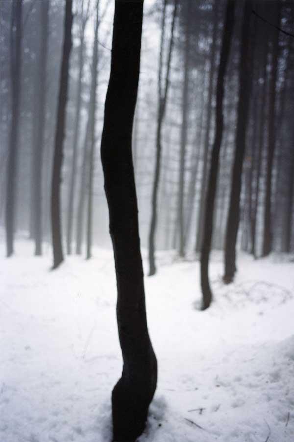 Jitka-Hanzlová-“Forest” Jitka-Hanzlová-“Forest”
