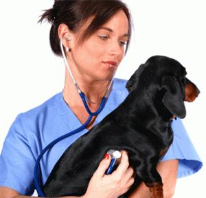 veterinaria Confesiones de una veterinaria sobre los alimentos para perros y la nutrición de las mascotas