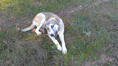 Madre e hija ABANDONADAS, POR FAVOR AYUDA ANTES DE QUE SE QUEDEN PREÑADAS. (Huelva)