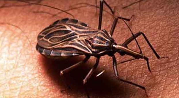 Mal de Chagas: el nuevo sida de America.