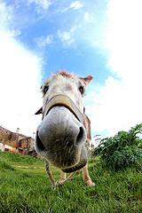 Democracia acosada Autorretrato sin afeitar