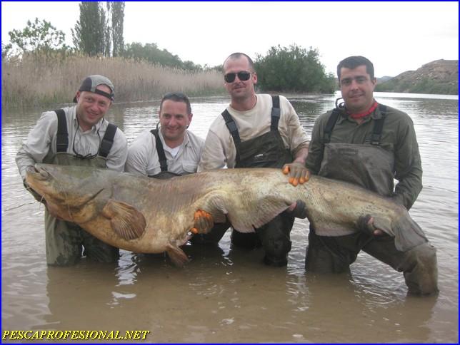 SILURO SILURO1 PESCA DE SILUROS EN MEQUINENZA