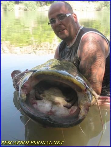 SILURO DE ESCATRON SILURO DE ESCATRON PESCA DE SILUROS EN MEQUINENZA