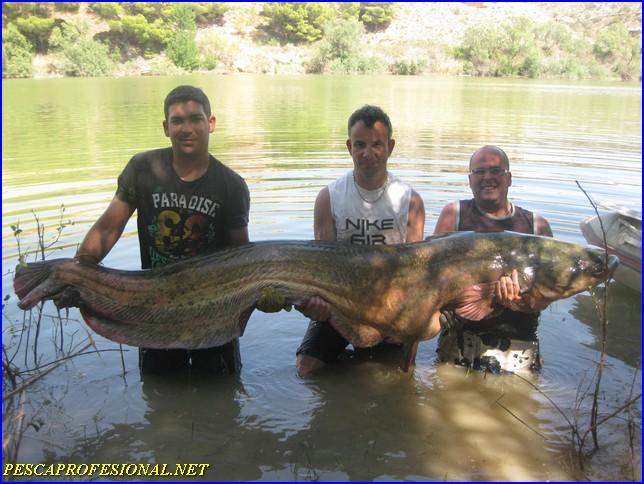 SILURO MEQUINENZA SILURO MEQUINENZA1 PESCA DE SILUROS EN MEQUINENZA