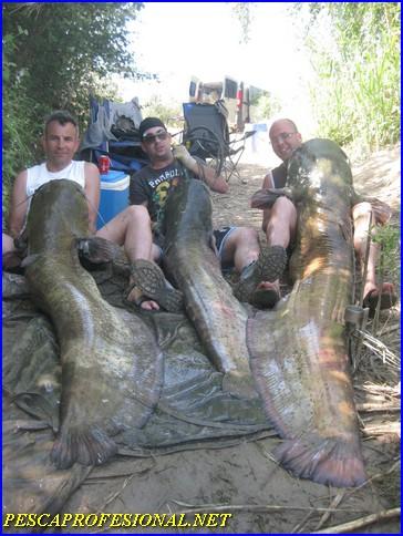 PESCA DEL SILURO PESCA DEL SILURO PESCA DE SILUROS EN MEQUINENZA