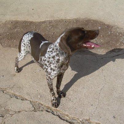 Lola , una braca toda alegria Foto: LOla esta tarde en el refugio. Lola braco de aprox 2 años de tamaño mediano. Tiene buen caracter y se lleva bien con el resto de los perros. Si quieres adoptarla escribenos a adopciones@protectorazafra.org
