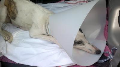 Galga preñada en BRENES sevilla ¡¡¡¡no podía parir!!! Galga preñada en BRENES sevilla ¡¡¡¡no podía parir!!!