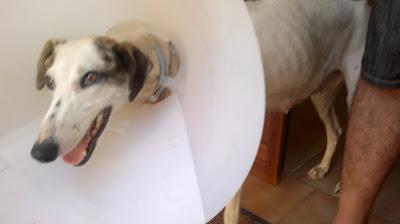 Galga preñada en BRENES sevilla ¡¡¡¡no podía parir!!! Galga preñada en BRENES sevilla ¡¡¡¡no podía parir!!!
