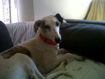 Galga preñada en BRENES sevilla ¡¡¡¡no podía parir!!! Galga preñada en BRENES sevilla ¡¡¡¡no podía parir!!!