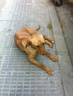 PODENCA BUENISIMA Tirada en la calle y aun asi enseña su barriga esperando que alguien la recoja...‏(TOLEDO)