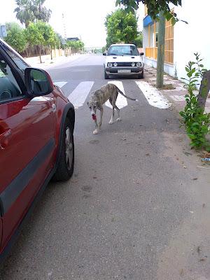 Galgo cachorro de 8 meses en la puñetera calle, con el calor que hace, se va a morir!! ACOGIDA O ADOPCIÓN. (CÓRDOBA) Galgo cachorro de 8 meses en la puñetera calle, con el calor que hace, se va a morir!! ACOGIDA O ADOPCIÓN. (CÓRDOBA)