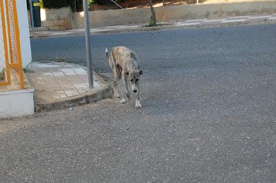 Galgo cachorro de 8 meses en la puñetera calle, con el calor que hace, se va a morir!! ACOGIDA O ADOPCIÓN. (CÓRDOBA) Galgo cachorro de 8 meses en la puñetera calle, con el calor que hace, se va a morir!! ACOGIDA O ADOPCIÓN. (CÓRDOBA)