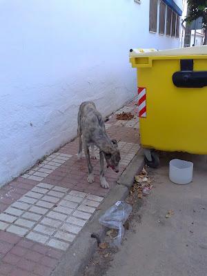 Galgo cachorro de 8 meses en la puñetera calle, con el calor que hace, se va a morir!! ACOGIDA O ADOPCIÓN. (CÓRDOBA) Galgo cachorro de 8 meses en la puñetera calle, con el calor que hace, se va a morir!! ACOGIDA O ADOPCIÓN. (CÓRDOBA)