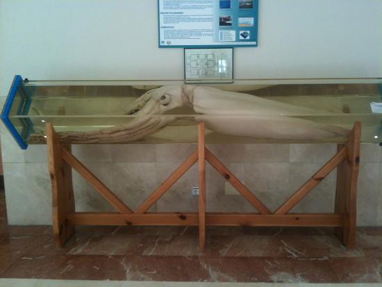 Descubriendo al Kraken (I): El Calamar Gigante Descubriendo al Kraken (I): El Calamar Gigante