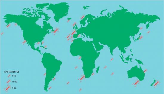 Descubriendo al Kraken (I): El Calamar Gigante Descubriendo al Kraken (I): El Calamar Gigante
