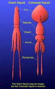 Descubriendo al Kraken (I): El Calamar Gigante Descubriendo al Kraken (I): El Calamar Gigante