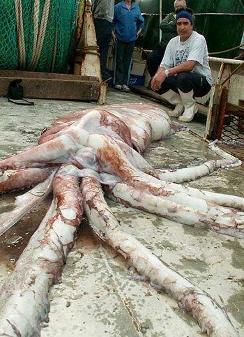 Descubriendo al Kraken (I): El Calamar Gigante Descubriendo al Kraken (I): El Calamar Gigante