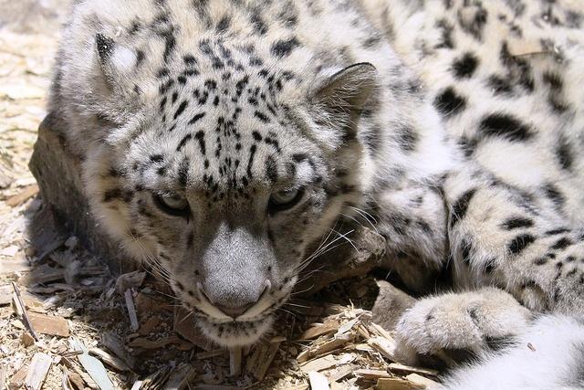 Leopardo de las nieves Un país en imágenes: República Checa