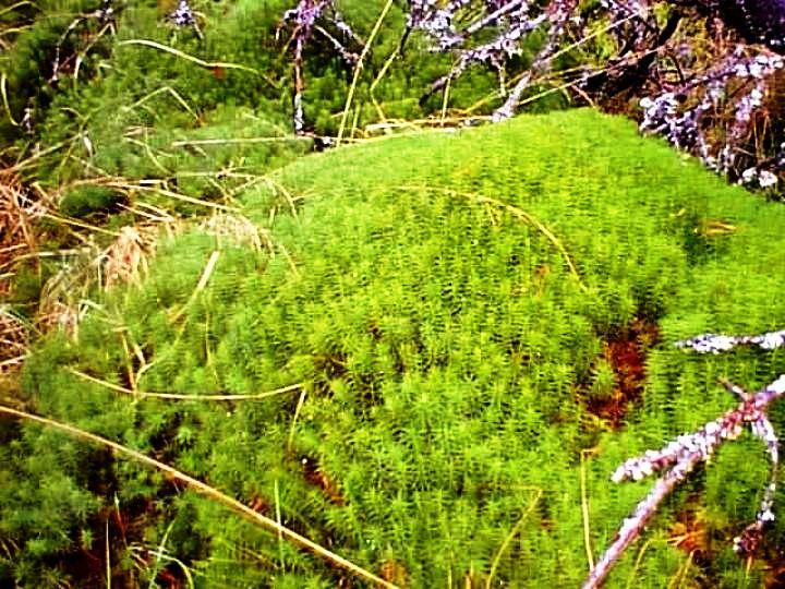 Flora en peligro de extinción en Venezuela: Los musgos ( Bryophyta)