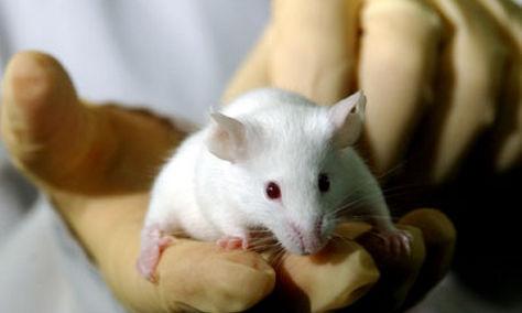 Un truco genético ayuda a los ratones a evitar el cáncer y la obesidad Un truco genético ayuda a los ratones a evitar el cáncer y la obesidad