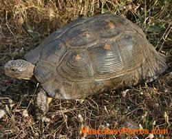 fotos Testudo marginata