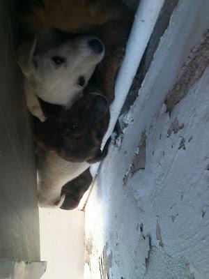 Galga con 11 cachorros en una carretera, los cachorros ya andan y corren grave peligro. (Murcia) Galga con 11 cachorros en una carretera, los cachorros ya andan y corren grave peligro. (Murcia)