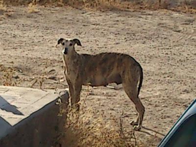 Galga con 11 cachorros en una carretera, los cachorros ya andan y corren grave peligro. (Murcia) Galga con 11 cachorros en una carretera, los cachorros ya andan y corren grave peligro. (Murcia)