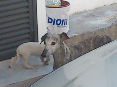 Galga con 11 cachorros en una carretera, los cachorros ya andan y corren grave peligro. (Murcia) Galga con 11 cachorros en una carretera, los cachorros ya andan y corren grave peligro. (Murcia)