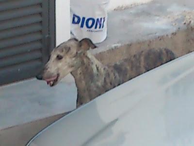 Galga con 11 cachorros en una carretera, los cachorros ya andan y corren grave peligro. (Murcia) Galga con 11 cachorros en una carretera, los cachorros ya andan y corren grave peligro. (Murcia)