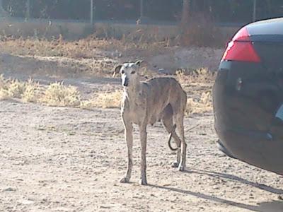 Galga con 11 cachorros en una carretera, los cachorros ya andan y corren grave peligro. (Murcia) Galga con 11 cachorros en una carretera, los cachorros ya andan y corren grave peligro. (Murcia)