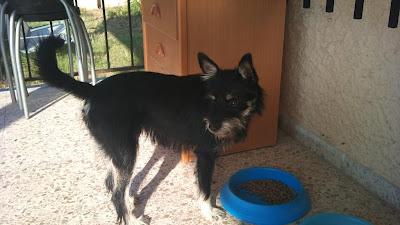 Shan PERDIDO zona La Eliana (Montesol) Valencia-‏