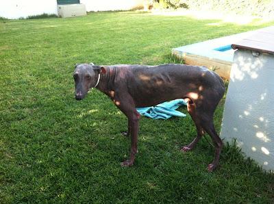 FOTOS DEL GALGOS EN ESTADO LAMENTABLE, MEJORANDO POR DIAS.