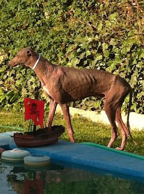 FOTOS DEL GALGOS EN ESTADO LAMENTABLE, MEJORANDO POR DIAS.