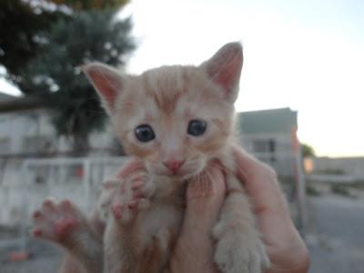 SOL (ACOGIDA O ADOPCIÓN URGENTE) - OTRA BEBÉ (GATITA) MÁS ABANDONADA, EN MURCIA.