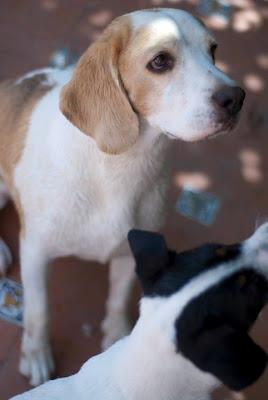 PLUTO. precioso beagle puro‏.